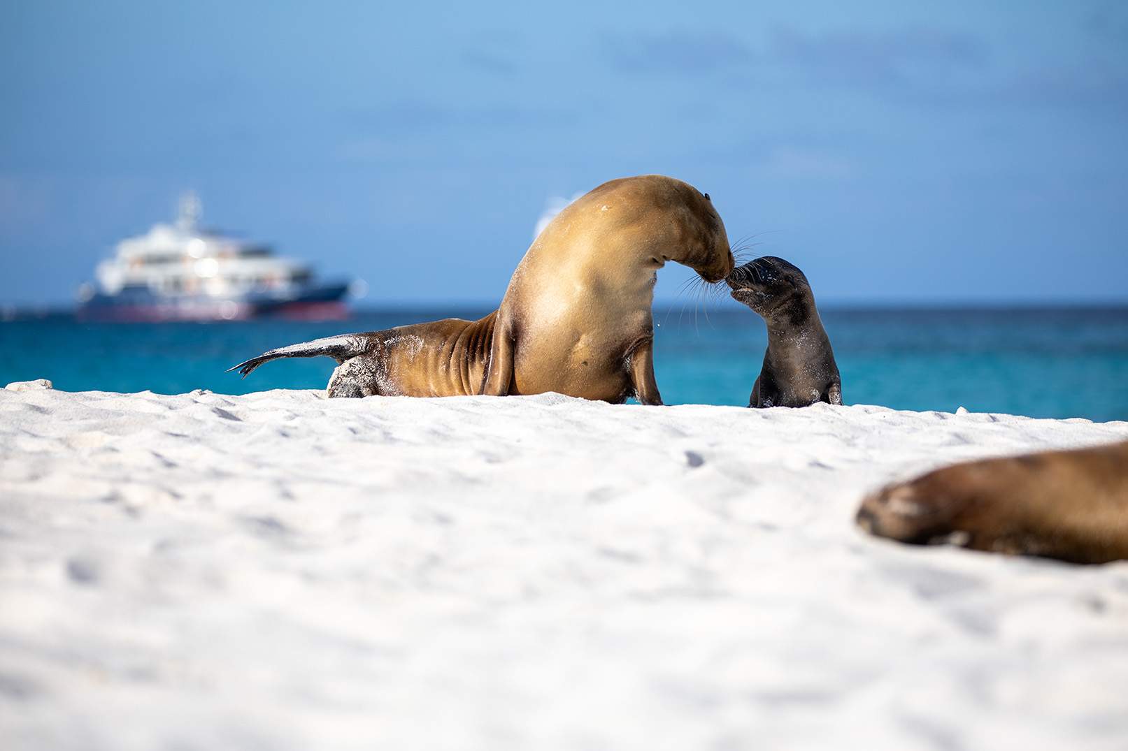 SEa Lions Galapagos